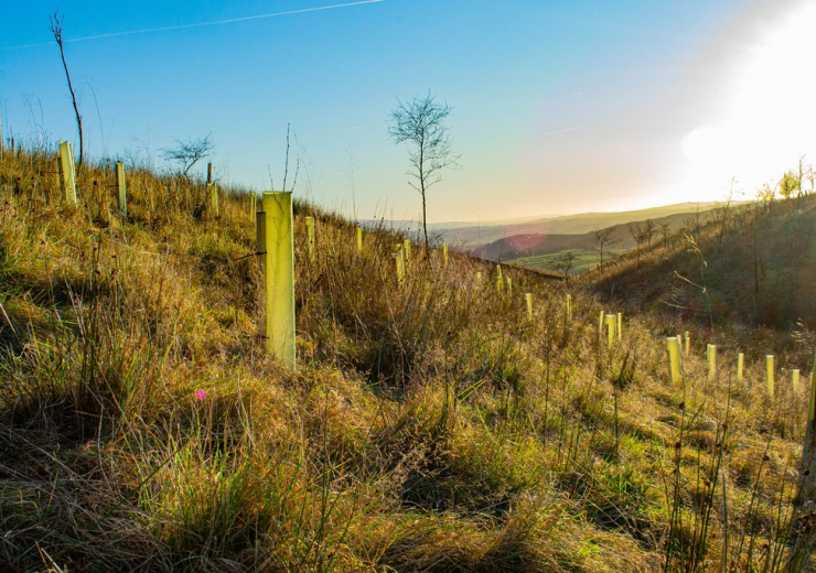 Yorkshire Woodland Management - Carbon Neutral Brittan